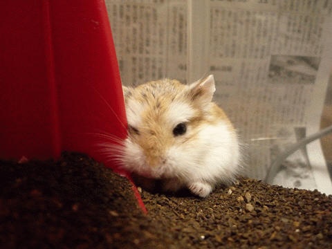 ３匹のハムのさんだいよっきゅう ロボロフスキー ただいまｷﾝｸﾏ ｺﾞｰﾙﾃﾞﾝ ｼﾞｬﾝｶﾞﾘｱﾝ ﾛﾎﾞﾛﾌｽｷｰの７匹のハムスターが活躍中 Livedoor Blog ブログ