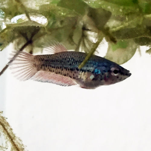 随分と大きくなり色付き始めたベタ稚魚 豹子頭bettalife