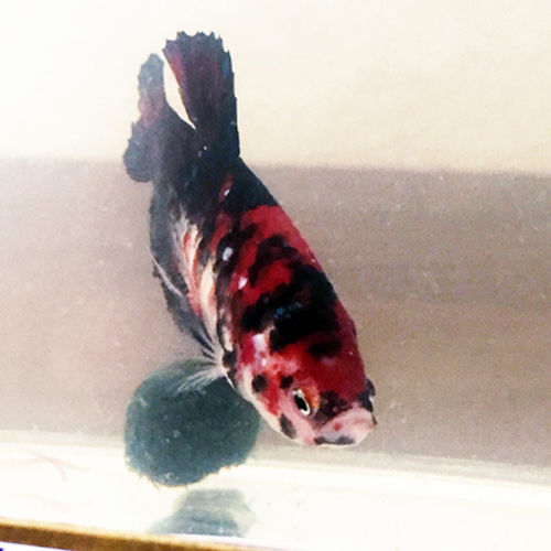 鯉ベタ稚魚のカラーバリエーション 彡 豹子頭bettalife 鯉ベタ稚魚のカラーバリエーション 彡 豹子頭bettalife