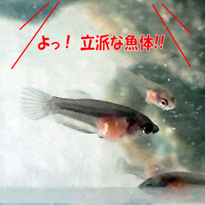 稚魚43日目