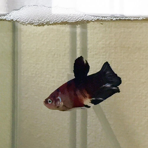 豹子頭bettalife 泡巣