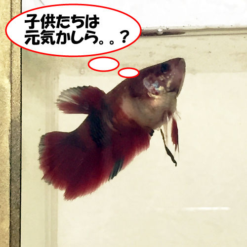 鯉ベタ繁殖 孵化後２０日目経過も問題なし 豹子頭bettalife