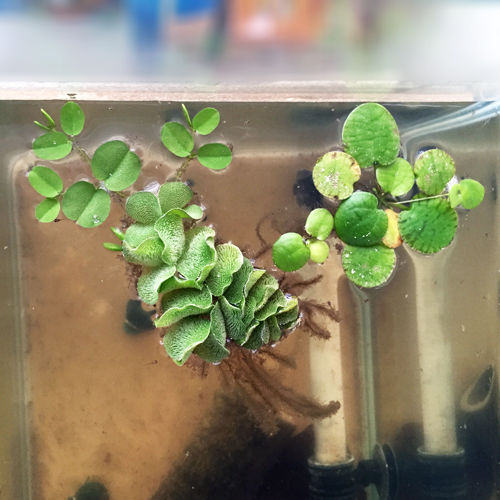 今日も元気な鯉ベタ稚魚ちゃん 豹子頭bettalife 今日も元気な鯉ベタ稚魚ちゃん 豹子頭bettalife