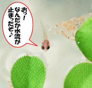 アルビノ稚魚28日目