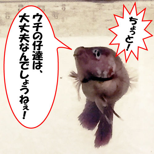 やはりベタ繁殖にはベビーブラインシュリンプ 豹子頭bettalife やはりベタ繁殖にはベビーブラインシュリンプ 豹子頭bettalife