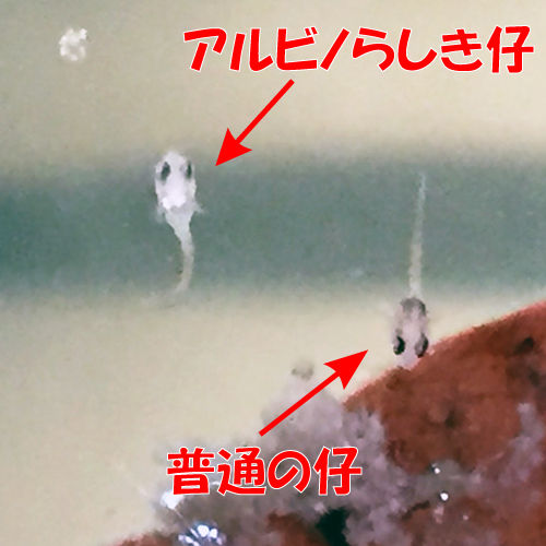 ええぃ 連邦の白いモビルスーツは化け物か 豹子頭bettalife ええぃ 連邦の白いモビルスーツは化け物か 豹子頭bettalife