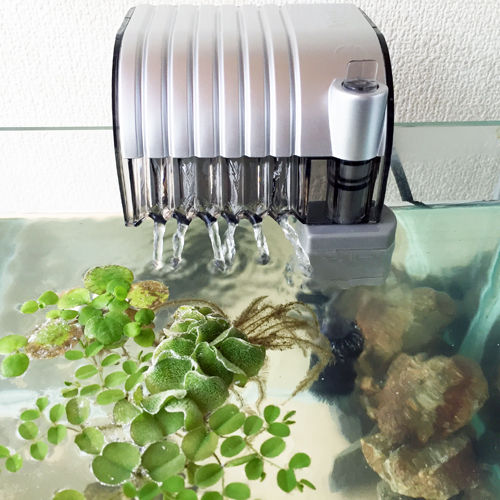 鯉ベタ稚魚ちゃん 大わらわ 豹子頭bettalife