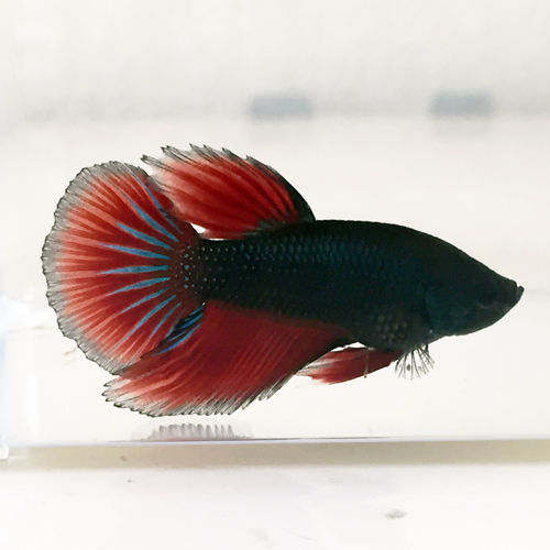 鯉ベタの仔をヤフオク出品 豹子頭bettalife