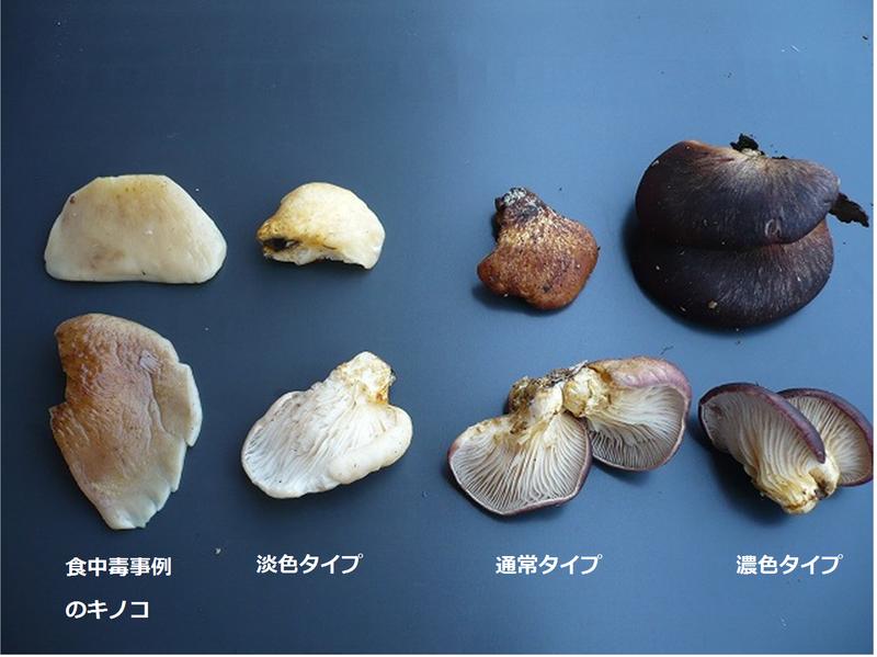 彡(°)(°)「このキノコなんやろ？」AI「シイタケです」彡(^)(^)「おっしゃ食うか！」→彡()()