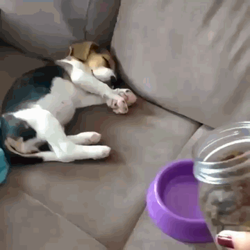 フェネック イッヌ 猫だらけニュース フェネック イッヌ 猫だらけニュース