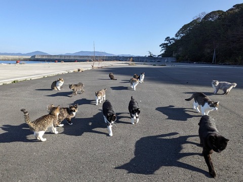 猫島行ってきたんやが