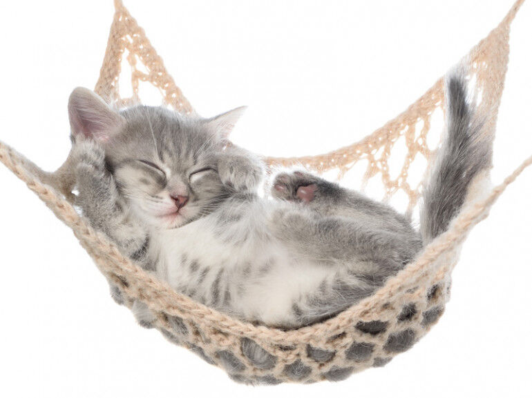 一番可愛い猫の種類は茶トラという風潮 猫だらけニュース