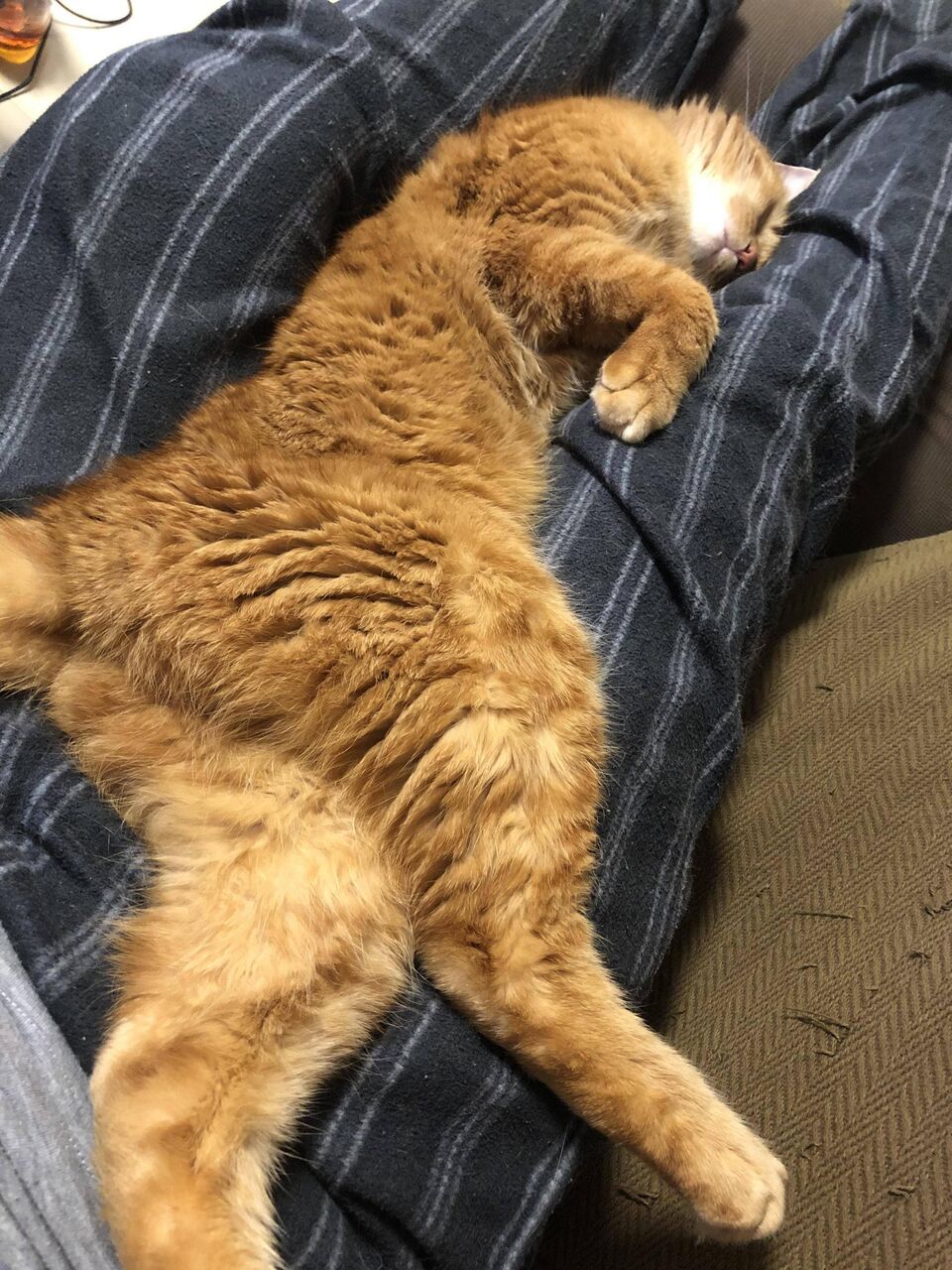 ネッコを自慢したいスレ 猫だらけニュース ネッコを自慢したいスレ 猫だらけニュース