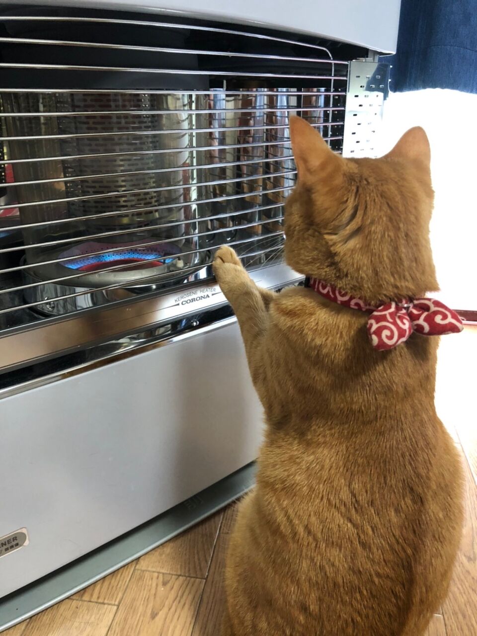 悲報 ワイの猫 人間のように寒がる 猫だらけニュース