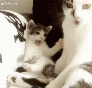 猫だらけニュース 猫だらけニュース