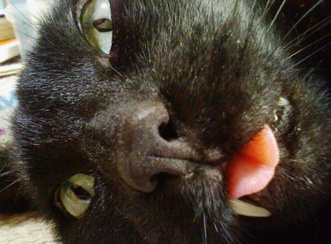 jiji