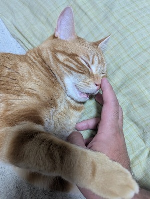 猫、かわいい…