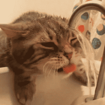 ヌコ 蛇口から飲む水うめー ぺろぺろぺろ 猫だらけニュース ヌコ 蛇口から飲む水うめー ぺろぺろぺろ 猫だらけニュース