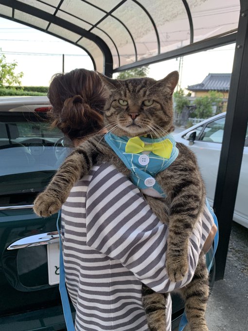 猫 性格悪いです 懐かないです 自己中心的です こいつが天下とった理由 猫だらけニュース 猫 性格悪いです 懐かないです 自己中心的です こいつが天下とった理由 猫だらけニュース