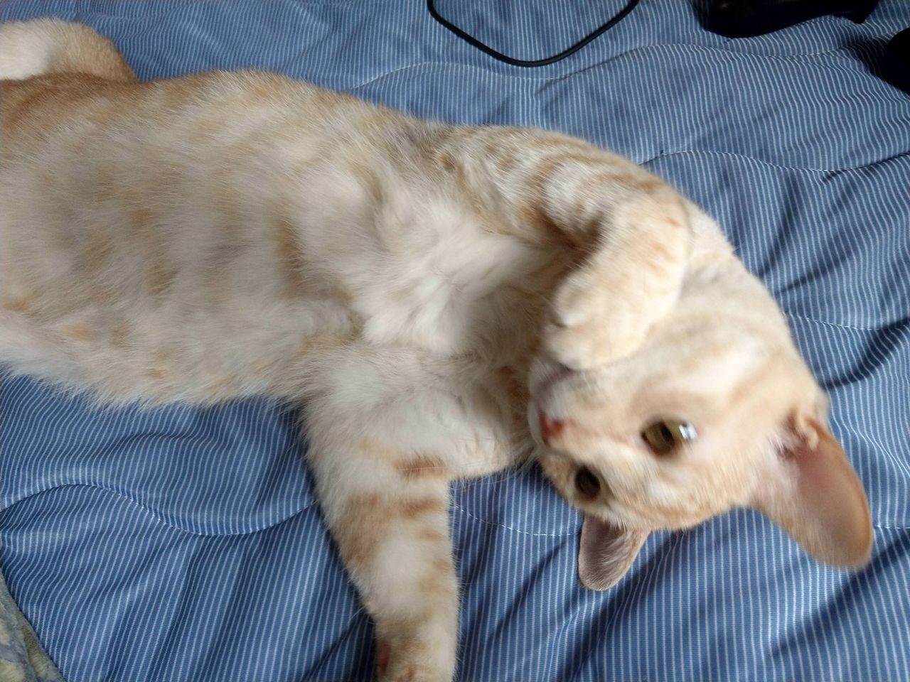 ワイんちの猫カススヤスヤで草 猫だらけニュース ワイんちの猫カススヤスヤで草 猫だらけニュース