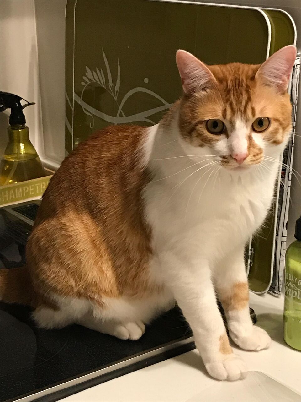 ネッコ 人間がなかなか風呂から出てこないンゴ 猫だらけニュース ネッコ 人間がなかなか風呂から出てこないンゴ 猫だらけニュース
