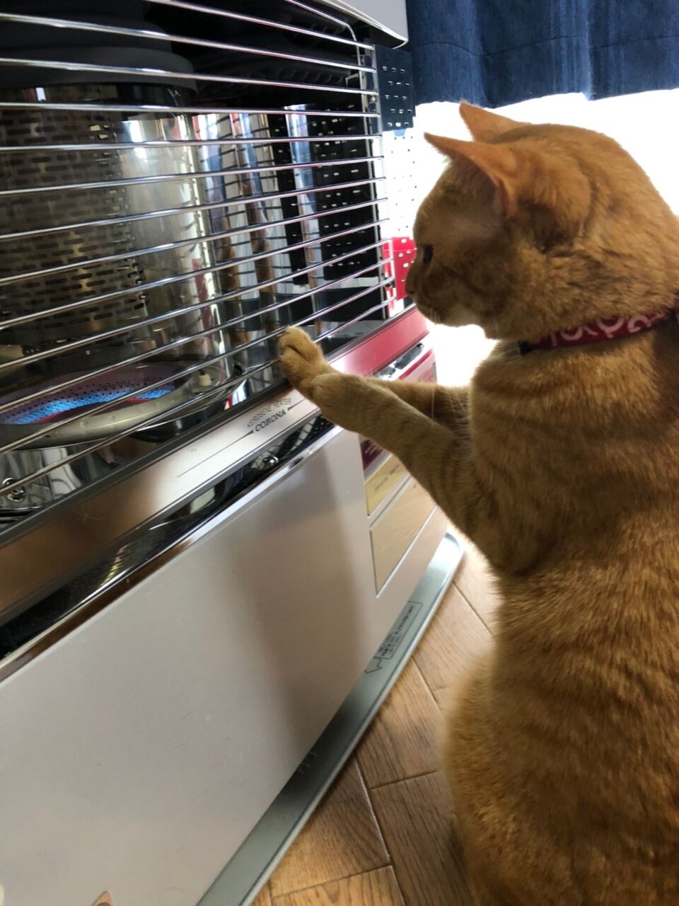 悲報 ワイの猫 人間のように寒がる 猫だらけニュース