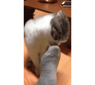 猫ってなんであんなにかわいいん W 猫だらけニュース 猫ってなんであんなにかわいいん W 猫だらけニュース