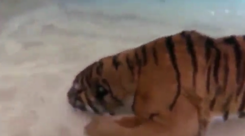【動画】トラさん、泳ぎが上手い