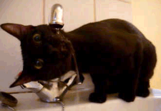 ヌコ 蛇口から飲む水うめー ぺろぺろぺろ 猫だらけニュース ヌコ 蛇口から飲む水うめー ぺろぺろぺろ 猫だらけニュース