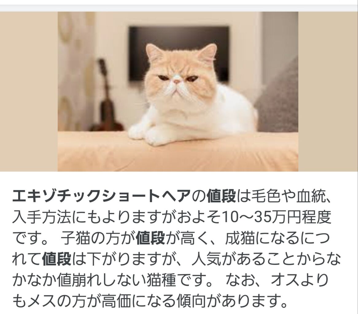 こういう顔の猫が好きなんやが分かるやつおる 猫だらけニュース こういう顔の猫が好きなんやが分かるやつおる 猫だらけニュース