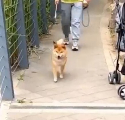 inu