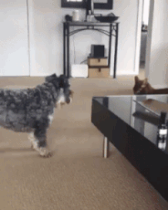 フェネック イッヌ 猫だらけニュース フェネック イッヌ 猫だらけニュース