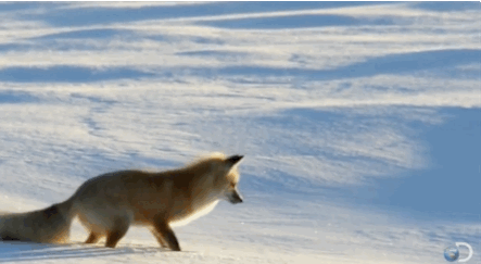 フェネック イッヌ 猫だらけニュース フェネック イッヌ 猫だらけニュース