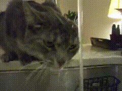 ヌコ 蛇口から飲む水うめー ぺろぺろぺろ 猫だらけニュース ヌコ 蛇口から飲む水うめー ぺろぺろぺろ 猫だらけニュース
