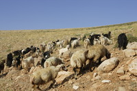 ギャッベ資料 028