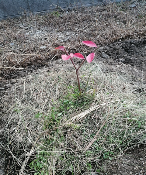 IMG_20251203_091649_R