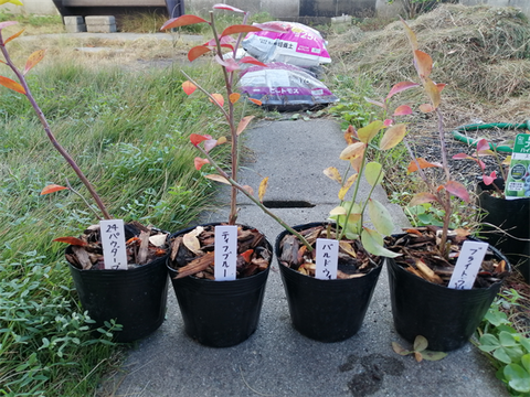 IMG_20251126_092648_R