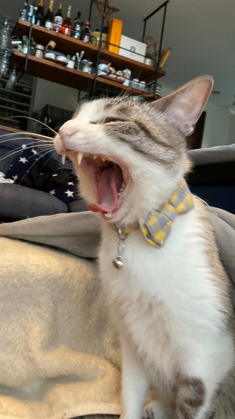 24-05-09-18-11-21-487_deco