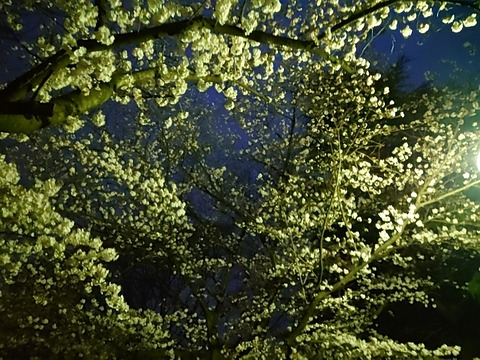 24-04-06-18-37-07-844_photo