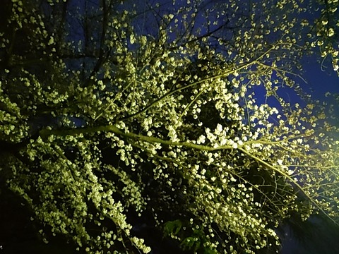 24-04-06-18-37-16-019_photo