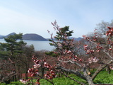 梅開花