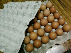 タマゴケース