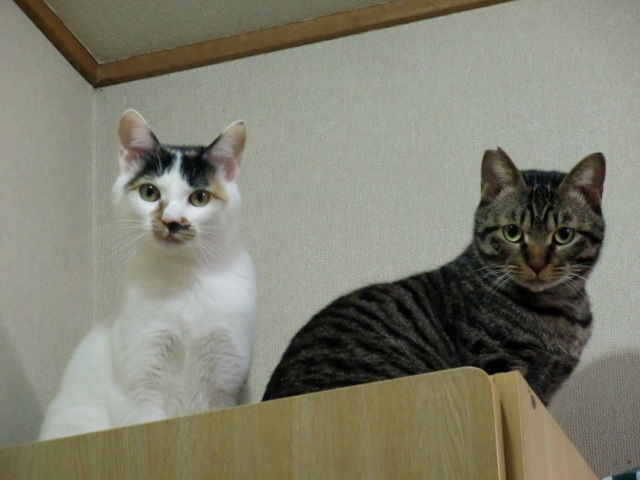 イメージ 1