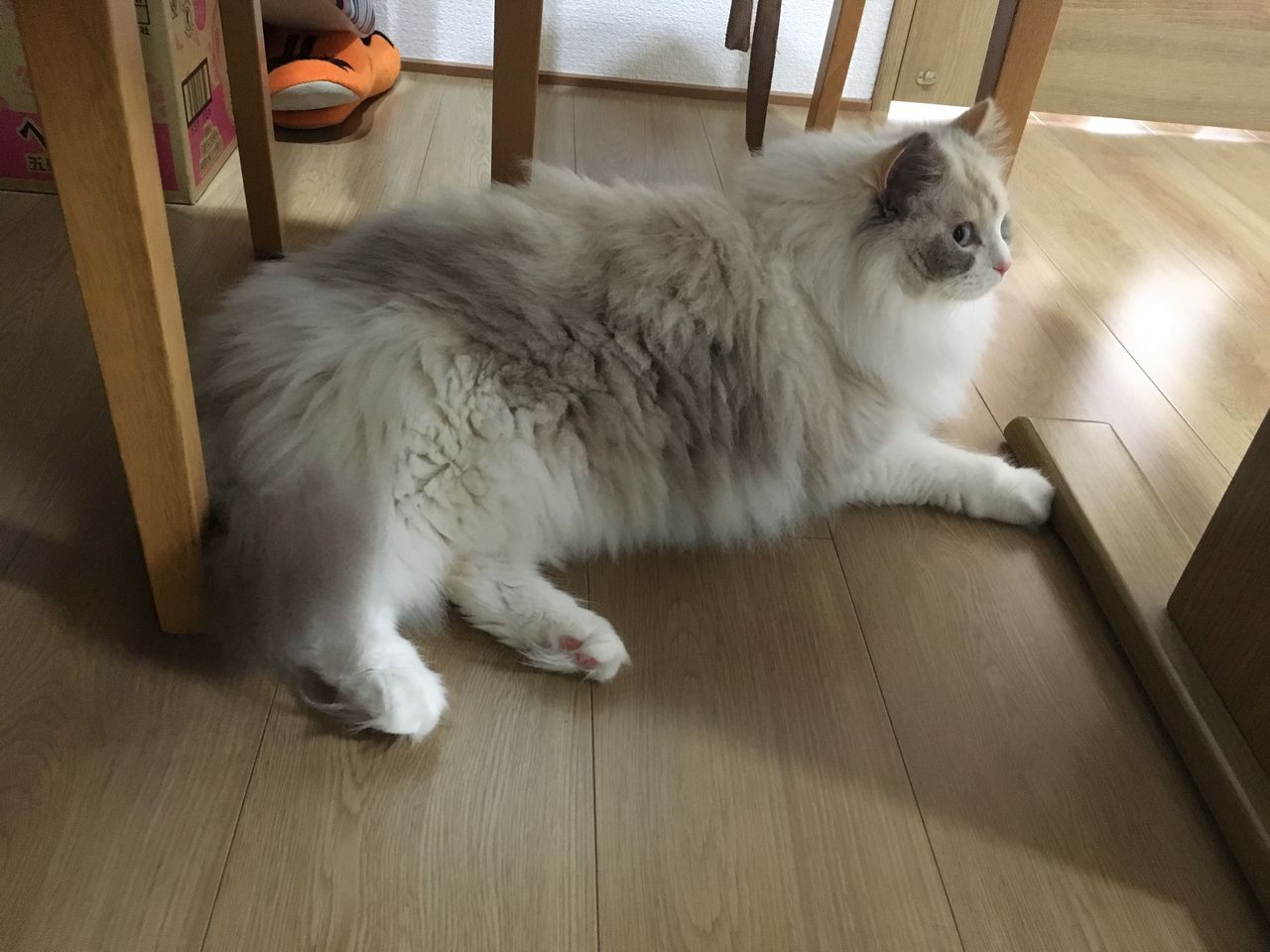 イメージ 6
