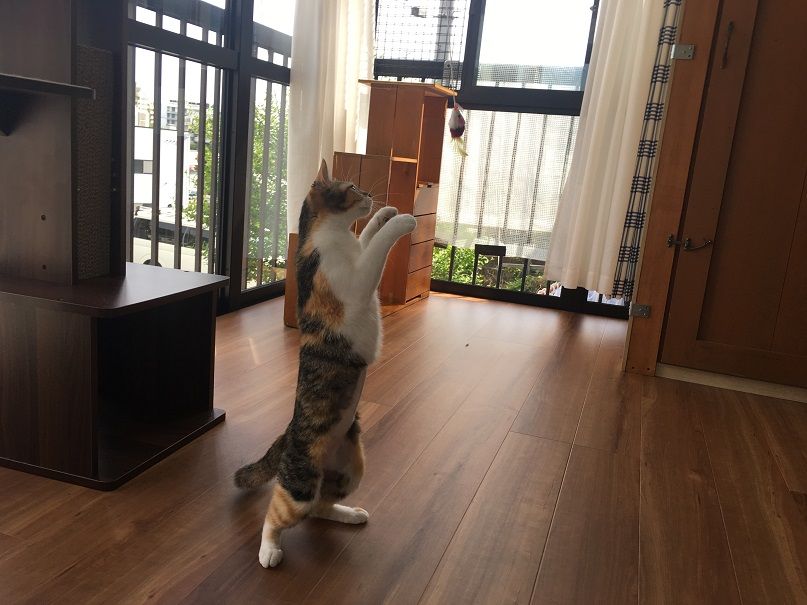 イメージ 5
