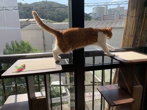 IMG_2534