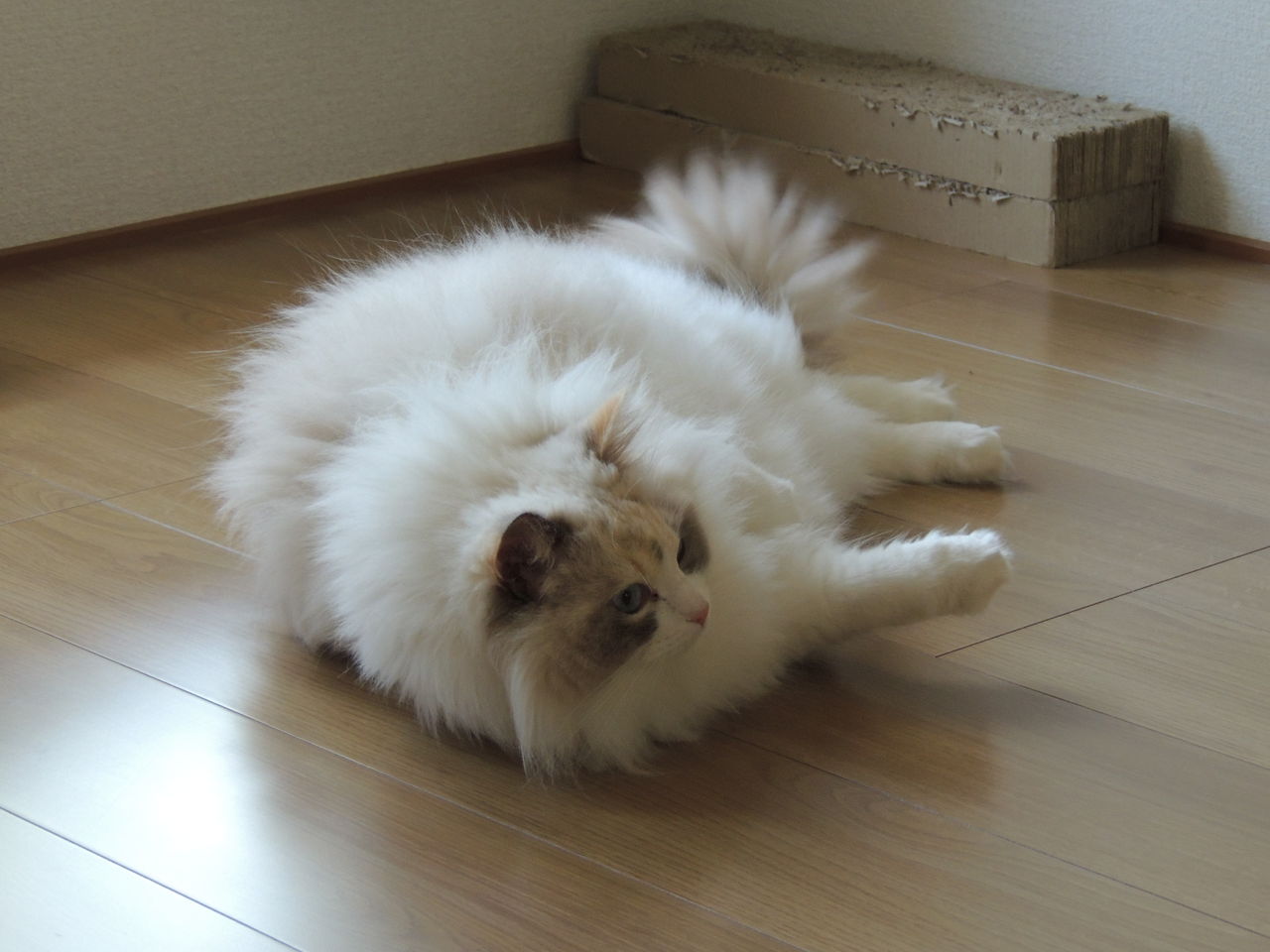 イメージ 3