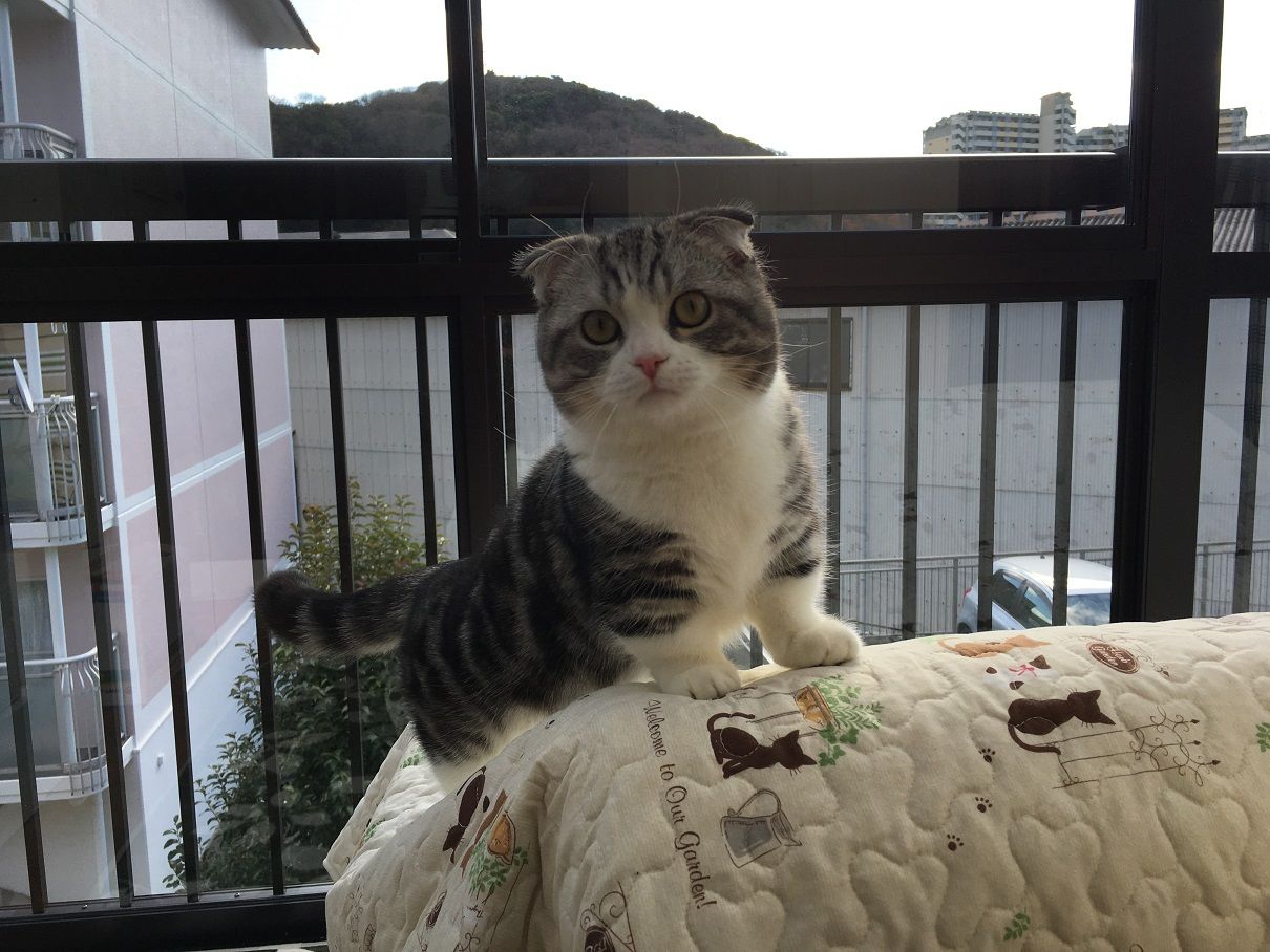 イメージ 5