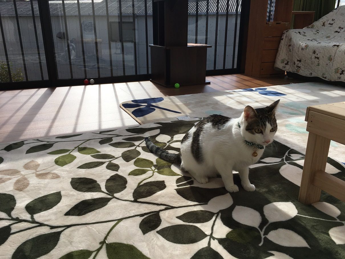 イメージ 6