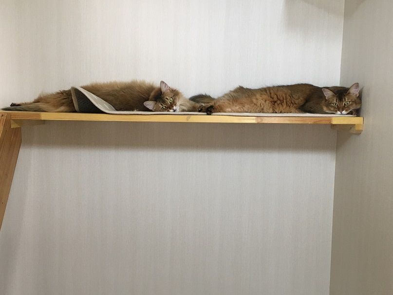 イメージ 5